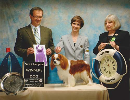 Cavalier King Charles Spaniels - Beckwith Cavaliers - There's Only One - AKC Champion